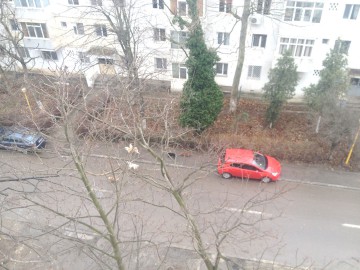 Copii în pericol şi oameni atacaţi în parc. Primăria Constanţa, în luptă cu maidanezii